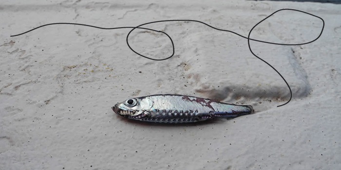 Maurolicus muelleri