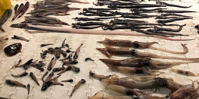 Mesopelagic fish