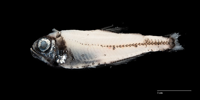 Glacier lantern fish (Benthosema glaciale). Photographer: Svanhildur Egilsdóttir, MFRI.