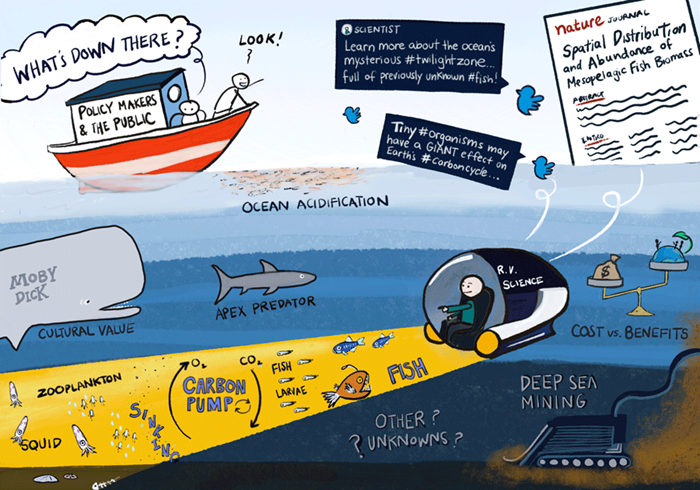 The role of science in identifying and communicating information about the mesopelagic zone. Illustration: Emily Liang