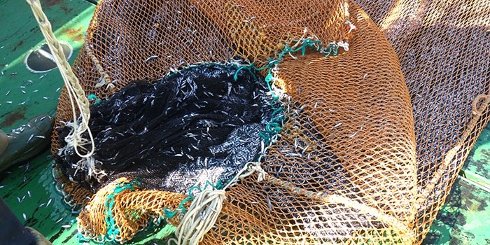 Mesooelagic catch. Photo: AZTI