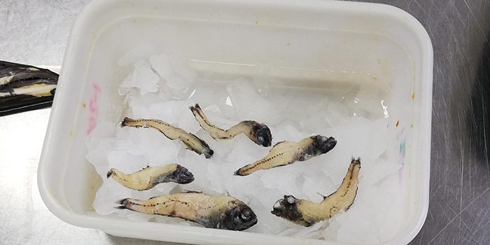 The glacier lanternfish (Benthosema glaciale) is most common in the North East Atlantic. Photographer: Amanda Schadeberg.