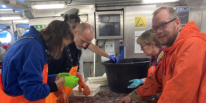 Thor at sea, identifying mesopelagic jellies, fish and crustaceans with colleagues and friends
