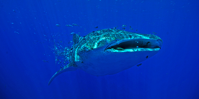 Whale shark (Rhincodon typus). Photo: J. Fontes ImagDOP