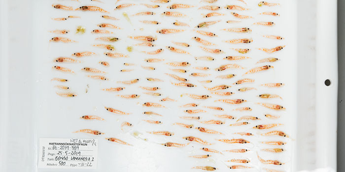 Meganyctiphanes norvegica. Photographer: Svanhildur Egilsdóttir, MFRI.