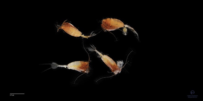 Paraeuchaeta barbata. Photo: Svanhildur Egilsdottir