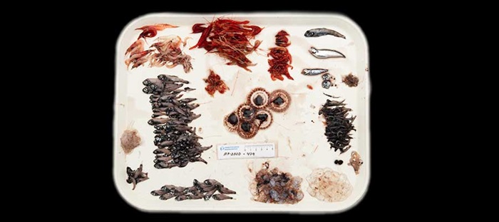 Example from the pelagic midwater trawl, macrozooplankton trawl. From MEESO survey on R/V Árni Friðriksson in July 2020.