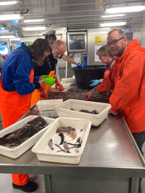 Thor at sea, identifying mesopelagic jellies, fish and crustaceans with colleagues and friends