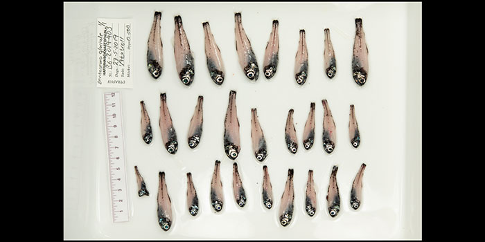 Benthosema glaciale, or glacier lantern fish. Photographer: Svanhildur Egilsdóttir, MFRI.