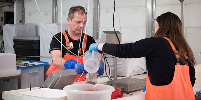 Working on a macrozooplankton trawl sample. Photographer: Svanhildur Egilsdóttir, MFRI.