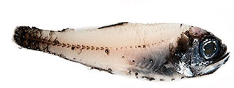 Glacier lantern fish (Benthosema glaciale). Photographer: Svanhildur Egilsdóttir, MFRI.