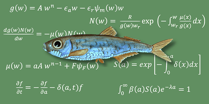 Maurolicus. Illustration: Douglas C. Speirs