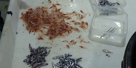 Mesopelagic organisms collected in a Norwegian fjord system. Photo: Shale Rosen, Institute of Marine Research.