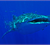 Whale shark (Rhincodon typus). Photo: J. Fontes ImagDOP